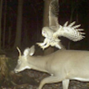 Meet your Posher, Cassius